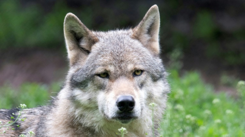 Achtj&auml;hriger von Wolf in nieders&auml;chsischem Kontaktzoo gebissen