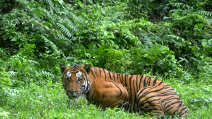 En Inde, la pr&eacute;servation des tigres est b&eacute;n&eacute;fique au climat 