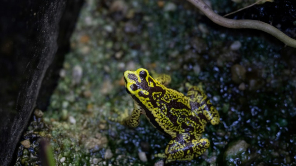 Des scientifiques alertent sur la perte de branches enti&egrave;res de l'"arbre de la vie"