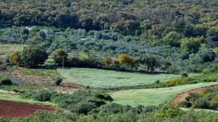 En Tunisie, la permaculture s'&eacute;panouit face aux d&eacute;fis climatiques