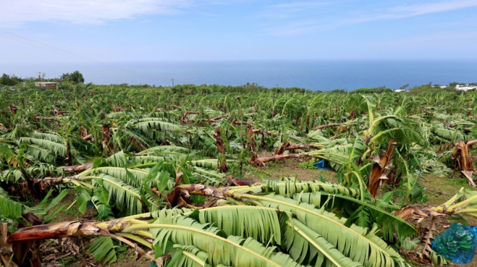 &Agrave; La R&eacute;union, des hectares couch&eacute;s par les vents du cyclone Garance