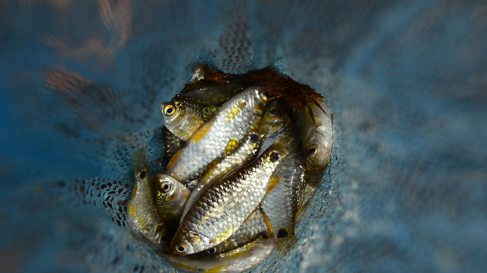 Pesci fuori dall'acqua negli allevamenti provano intenso dolore