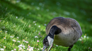 Kanadagans verirrt sich in Wohnung in Kiel und randaliert in der K&uuml;che