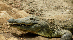Les crocodiles capables de d&eacute;tecter la d&eacute;tresse des b&eacute;b&eacute;s humains, selon une &eacute;tude