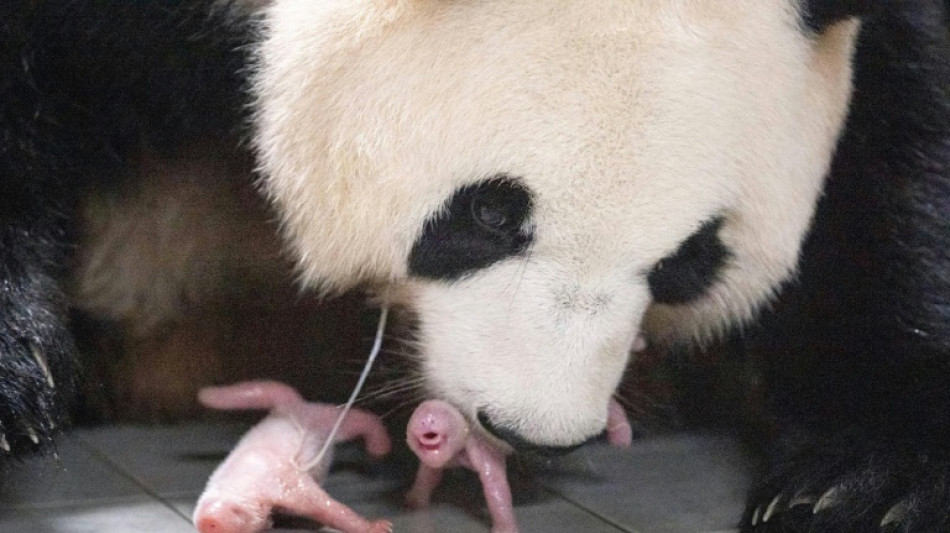 La Cor&eacute;e du Sud s'&eacute;meut de la naissance de pandas g&eacute;ants jumeaux