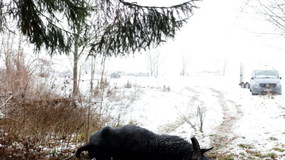 Keine Hinweise auf Ausbreitung von MKS in Brandenburg - Eilverordnung l&auml;uft aus
