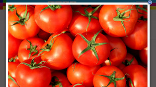 La maturazione dei pomodori è come l'invecchiamento nell'uomo