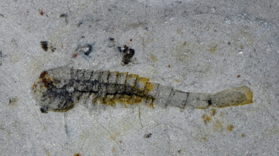 'Extraordinary' trove of ancient species found in China quarry