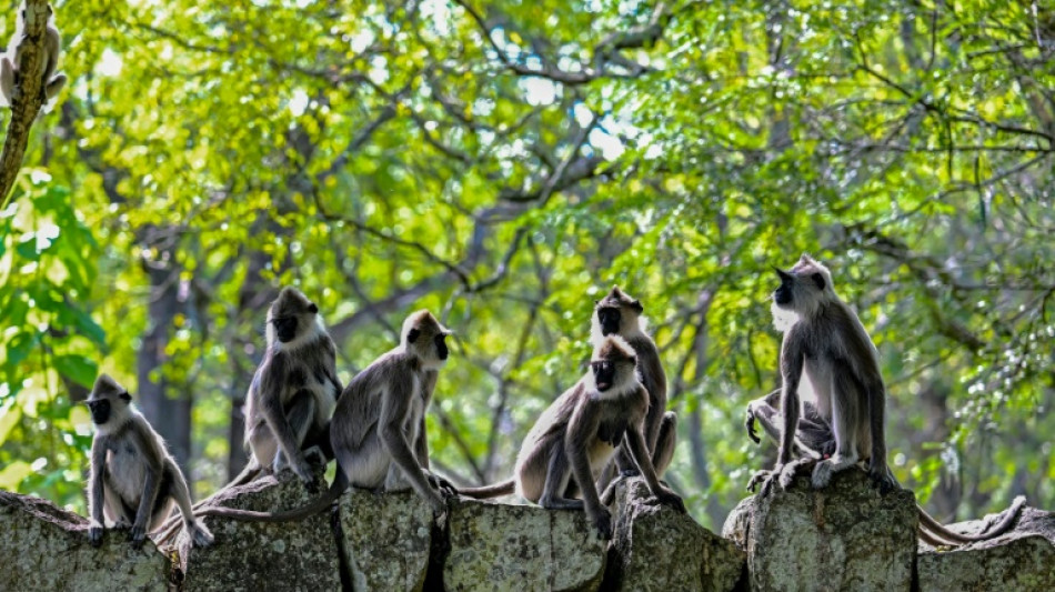 Sri Lanka counts seven million crop-busting monkeys