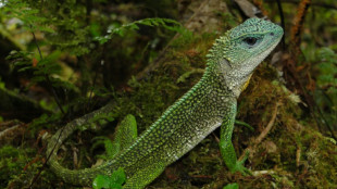 Descubren en Per&uacute; la lagartija "Bruce Dickinson", cantante de Iron Maiden