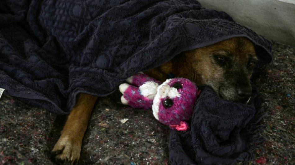 Inondations au Br&eacute;sil : chien, chats ou chevaux secourus aux c&ocirc;t&eacute;s des sinistr&eacute;s