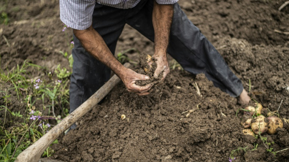 Actividad econ&oacute;mica de Per&uacute; crece 13,31% en 2021