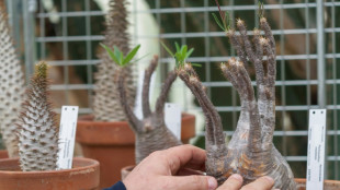 Des plantes rares saisies, d&eacute;sormais abrit&eacute;es dans un jardin botanique