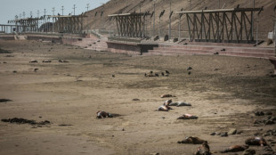 Chili: Pr&egrave;s de 9.000 esp&egrave;ces marines victimes de la grippe aviaire en cinq mois