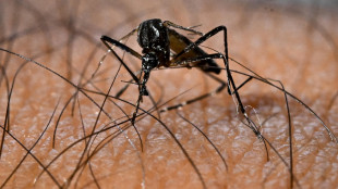 Caso di dengue nel Comasco, 'non consumate i prodotti dell'orto'