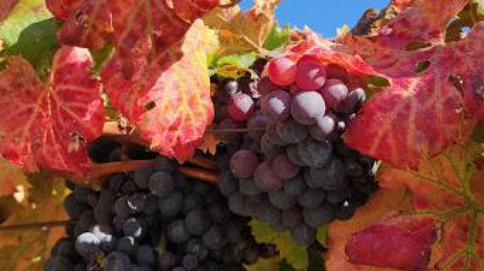 Radica (Citt&agrave; del Vino), soddisfazione per l'approvazione del Pacchetto Vino