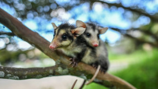 Detenido un contrabandista indio con casi 100 zarigüeyas, lagartijas y tarántulas