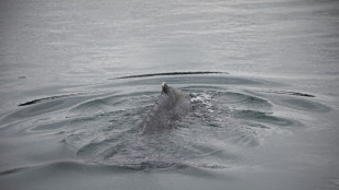 Bretagne: lib&eacute;r&eacute;e, la baleine coinc&eacute;e dans la Rance fait route vers le large