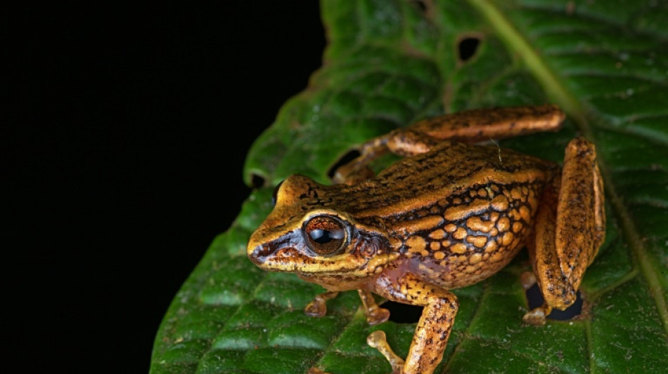 Descubren tres nuevas especies de rana en Per&uacute;