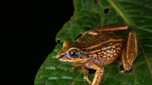 Descubren tres nuevas especies de rana en Per&uacute;