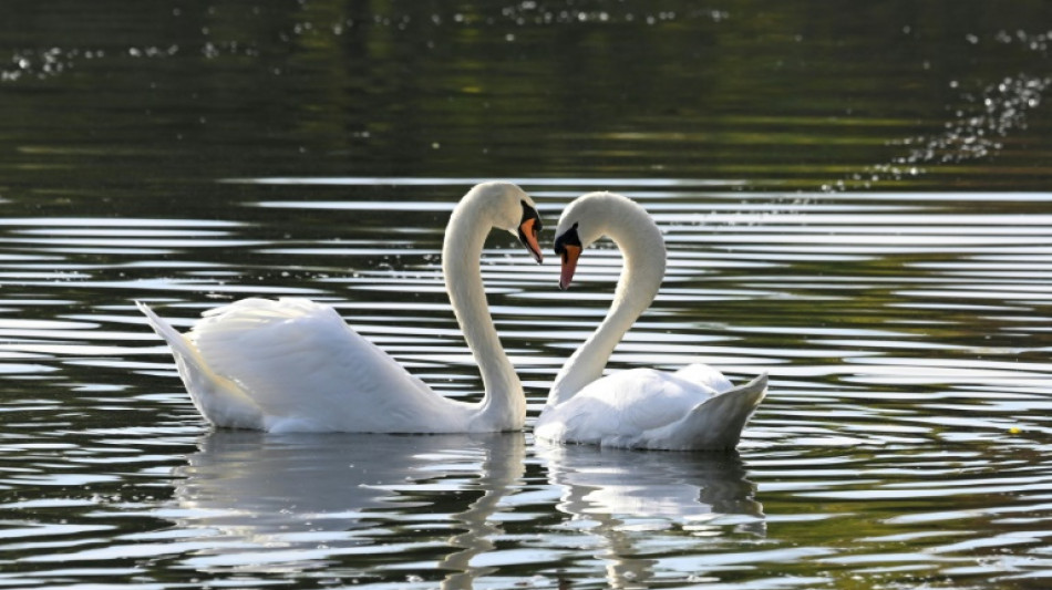 Einsatzkr&auml;fte retten in Nordrhein-Westfalen sieben Schw&auml;ne von Bahngleisen