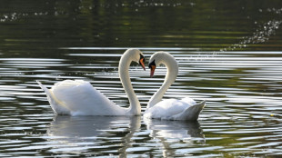Einsatzkr&auml;fte retten in Nordrhein-Westfalen sieben Schw&auml;ne von Bahngleisen