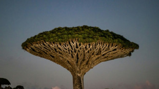 Biodiversit&eacute;: des ONG r&eacute;clament 60 milliards de dollars par an pour les pays pauvres