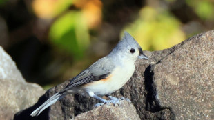 Studie: L&auml;rm schadet V&ouml;geln weltweit und st&ouml;rt beim Br&uuml;ten