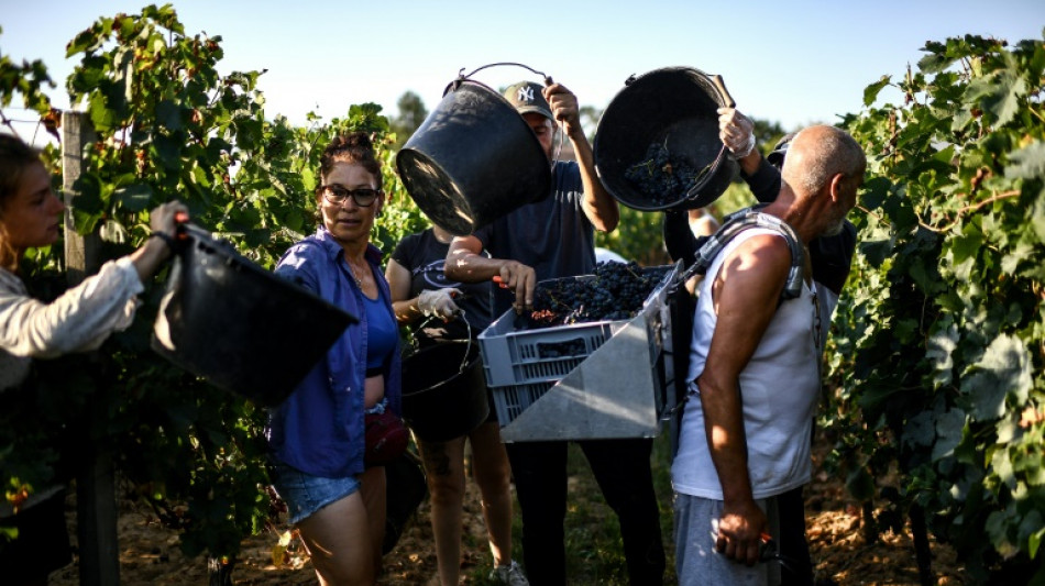 Casquettes, cr&egrave;me solaire... vendange "torride" dans le Bordelais