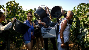 Casquettes, cr&egrave;me solaire... vendange "torride" dans le Bordelais