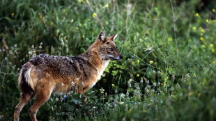 Abschuss von Goldschakal auf Sylt erneut vorerst untersagt