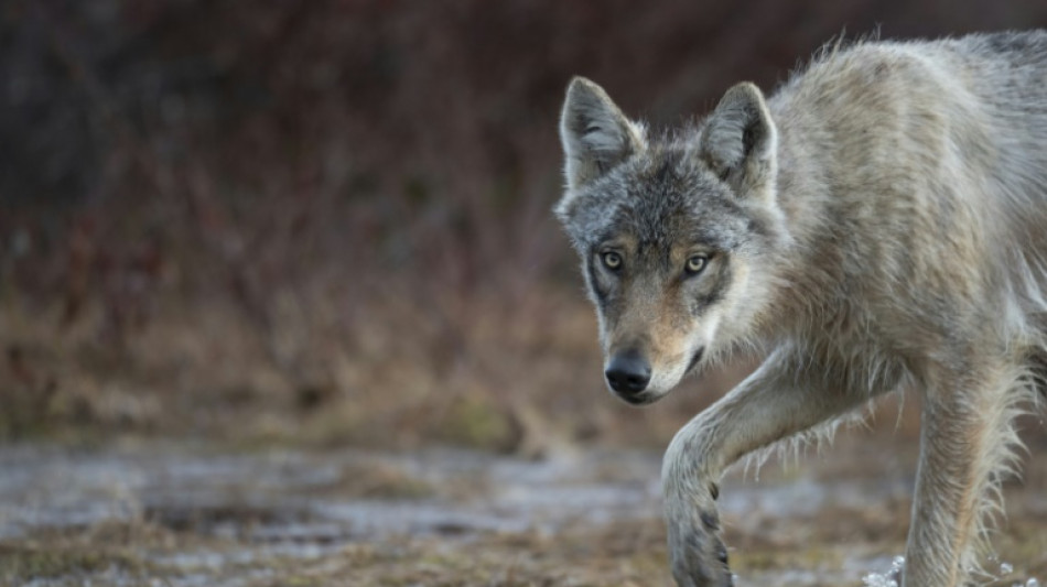 La recuperaci&oacute;n del lobo gris genera preocupaci&oacute;n y alegr&iacute;a en Europa