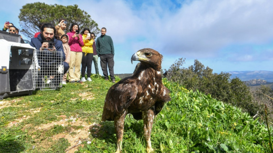 Golden eagle soars again after rescue in Tunisia