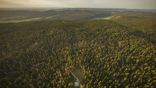 Baum f&auml;llt 74-J&auml;hrigem in Bayern bei Waldarbeiten auf den Kopf - Mann tot