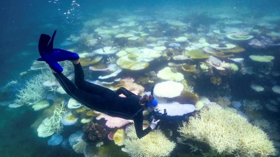 Korallenbleiche in Malaysia: Mehr als die H&auml;lfte der Riffe betroffen