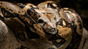 W&uuml;rgeschlange kriecht durch Weinberg in Baden-W&uuml;rttemberg