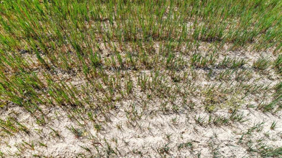 El cambio clim&aacute;tico acelera la frecuencia de las sequ&iacute;as repentinas, se&ntilde;ala un estudio