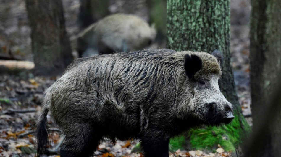 Elf Wildschweine in Niedersachsen nach Zusammensto&szlig; mit Auto verendet