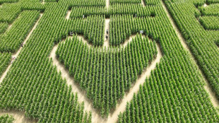 En Alsace, le labyrinthe dans le ma&iuml;s fait un tabac