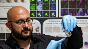 Des embryons de synth&egrave;se ? Une perspective lointaine mais qui se pr&eacute;cise