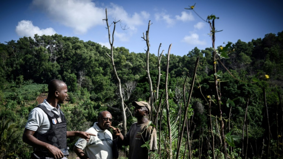 A Mayotte, l'Etat lutte aussi contre la d&eacute;forestation et les plantations ill&eacute;gales