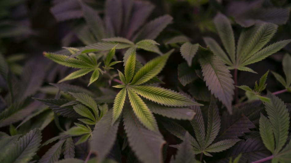 Uruguay frena el narcotr&aacute;fico de cannabis pero la compra ilegal sigue siendo mayoritaria