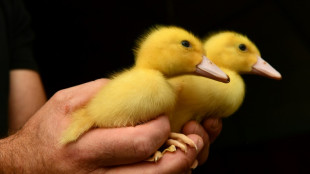 Entenk&uuml;ken von Autobahnen in Baden-W&uuml;rttemberg und Hessen gerettet
