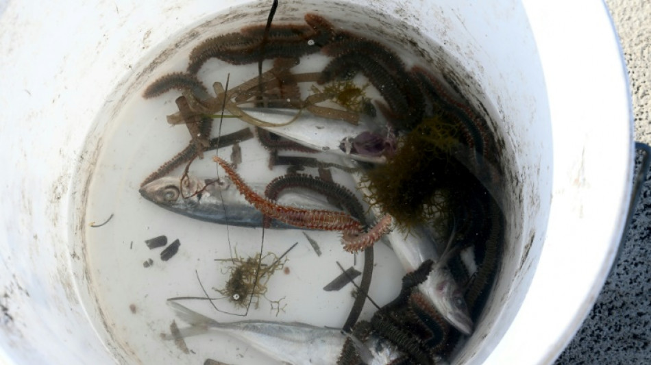 L'inqui&eacute;tant ver de feu s'invite dans la M&eacute;diterran&eacute;e qui se r&eacute;chauffe