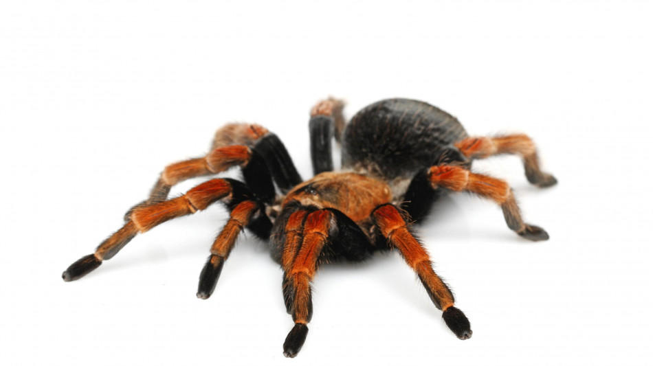 Ragni e scorpioni si sono evoluti in mare, non sulla terraferma