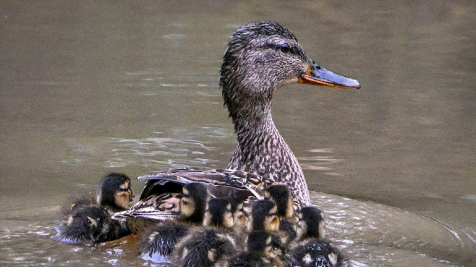 Polizisten retten in Baden-W&uuml;rttemberg Entenfamilie von Stra&szlig;e und Gleis