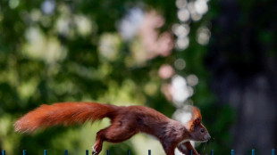 Feuerwehr rettet in Nordrhein-Westfalen in Dach feststeckendes Eichh&ouml;rnchen