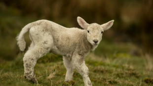 Trois militantes animalistes inculp&eacute;es pour le vol d'agneaux dans une propri&eacute;t&eacute; du roi Charles