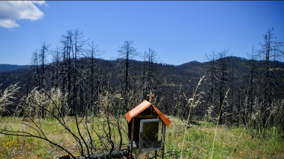 Sur l'&icirc;le grecque d'Eub&eacute;e, un an apr&egrave;s les feux, la nature rena&icirc;t sur fond d'amertume