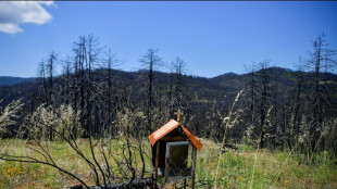 Sur l'&icirc;le grecque d'Eub&eacute;e, un an apr&egrave;s les feux, la nature rena&icirc;t sur fond d'amertume